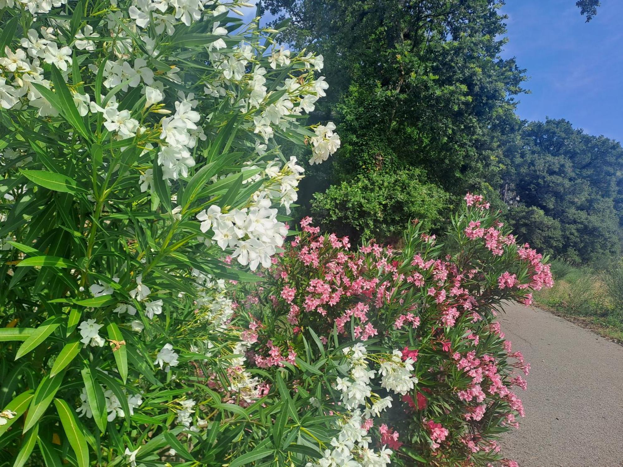 Le Gite Calluna Sablet Zewnętrze zdjęcie